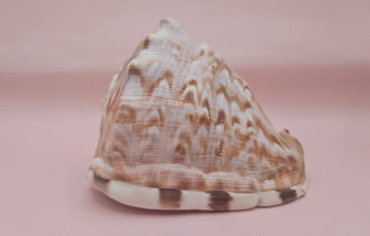 King Helmet Cassis flammea 4.5"