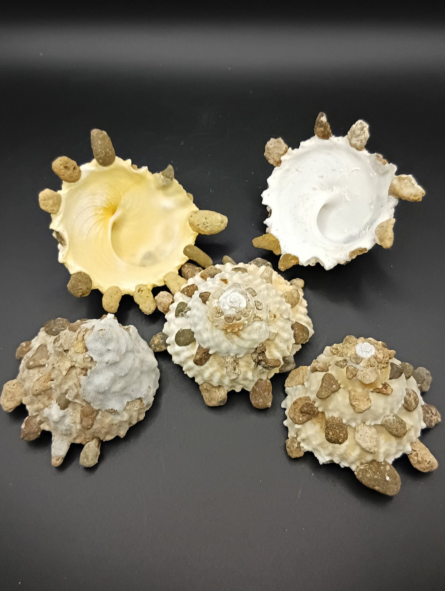 Carrier Shell (Xenophora)