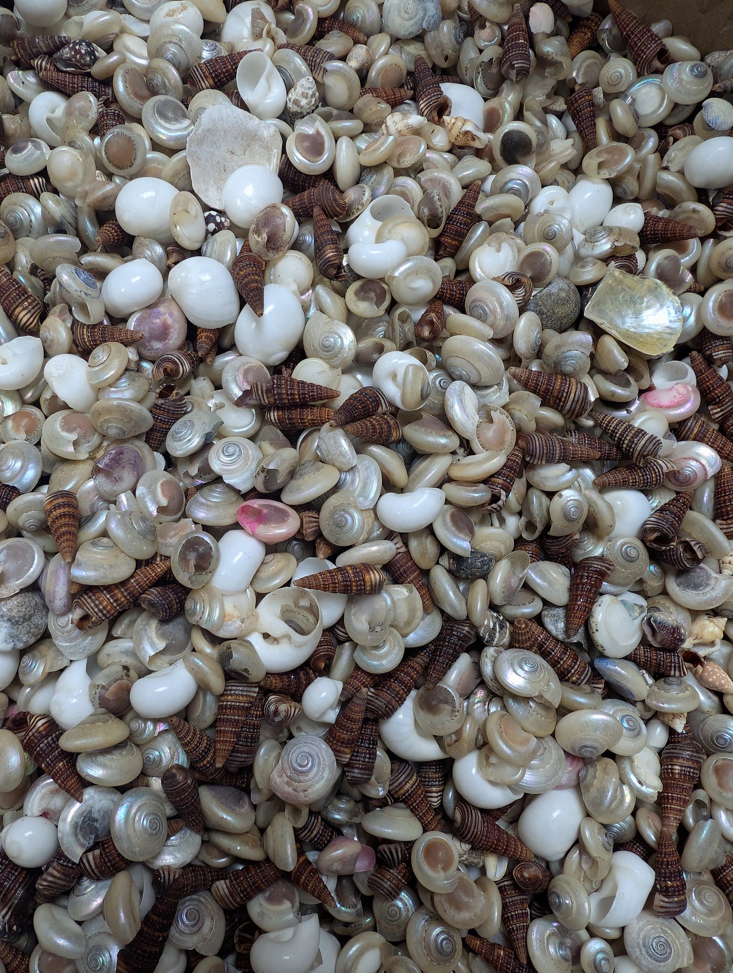 Speciality Small Mix Shells -Pearl Umboniums, Brown Auger, Natica Moon & more