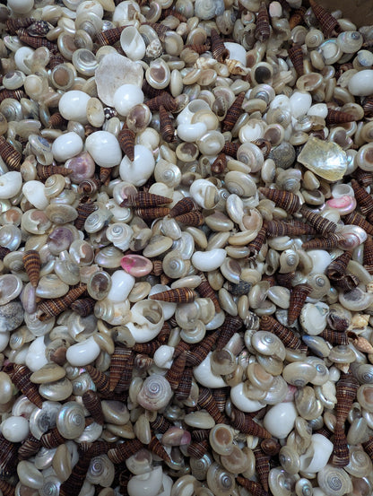 Speciality Small Mix Shells -Pearl Umboniums, Brown Auger, Natica Moon & more