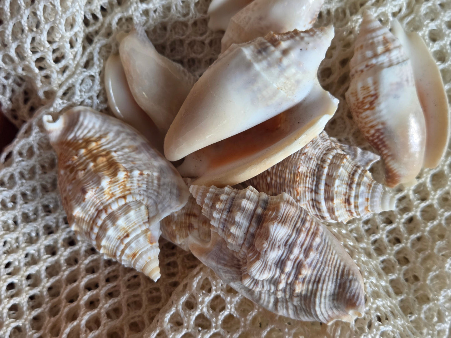 Lobatus raninus Hawk Wing Conch