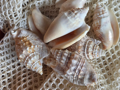 Lobatus raninus Hawk Wing Conch