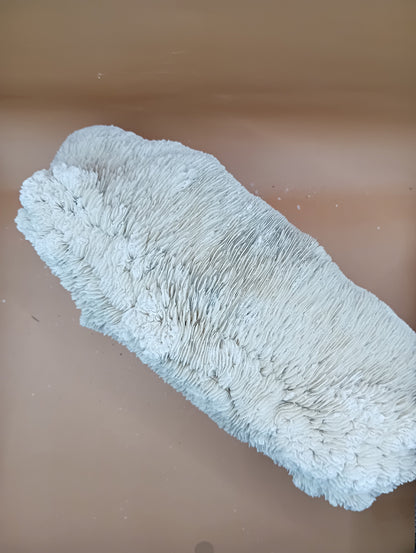 Tongue Mushroom Coral 14" Oblong Bowl Shape