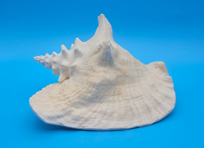 Large Non-Pierced Queen Conch Display Shell - Premium Coastal Home Decor Specimen (Strombus Gigas)
