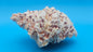 Textured Bear Paw Shell 5.6" Hippopus hippopus with Intact Knobs and Bold Natural Pattern