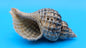 Oregon Hairy Triton Shell – Fusitriton oregonensis – 4.1" Pacific Northwest Display Shell