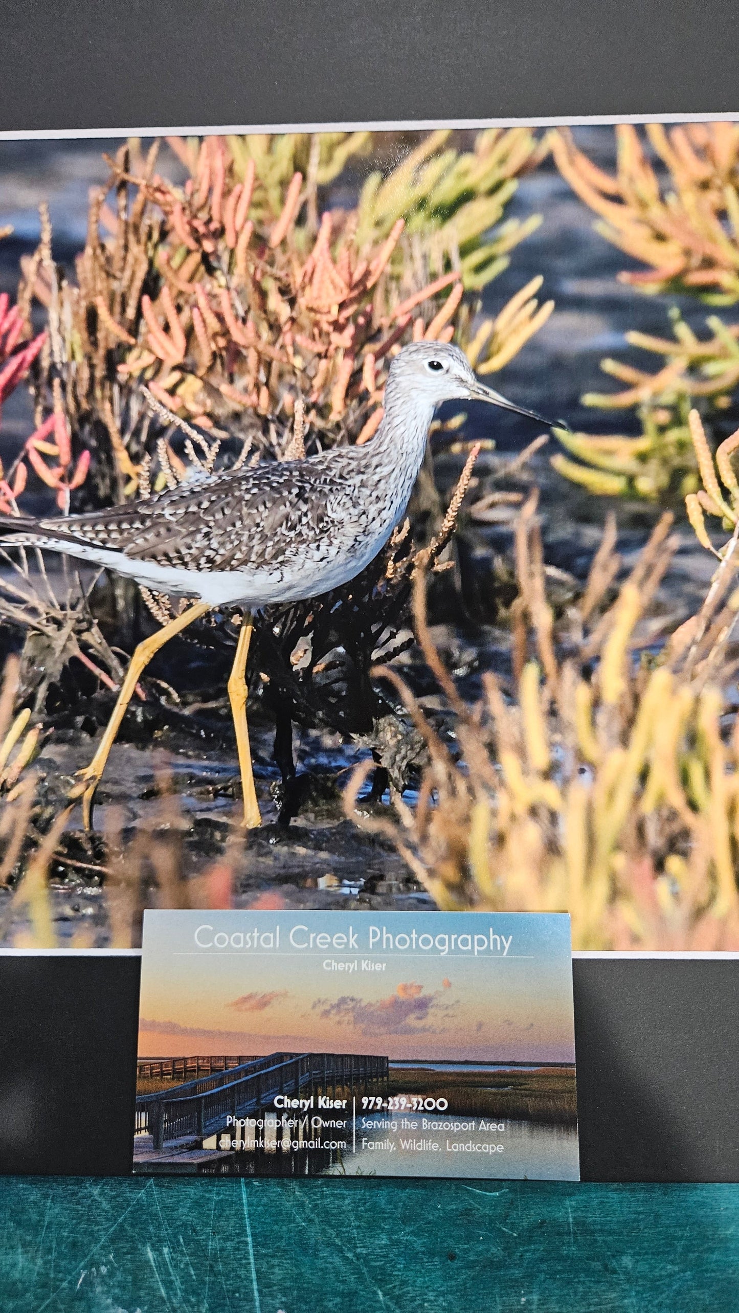Shorebird Among Seaweed Coastal Print – 14x11 Wildlife Photography by Cheryl Kiser