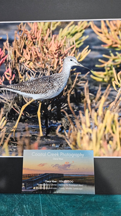 Shorebird Among Seaweed Coastal Print – 14x11 Wildlife Photography by Cheryl Kiser