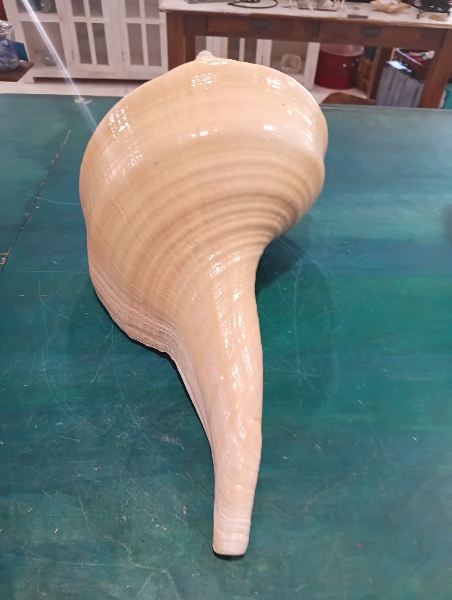 Large Australian Trumpet Shell – Syrinx aruanus – 21" Rare Natural Display Specimen