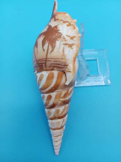 Carved Tibia Shell with Palm Tree Scene – 5.3"
