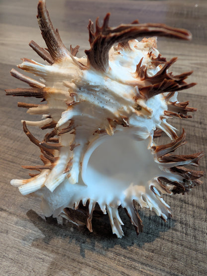 Black Murex Endive Long Spines - Murex endivia