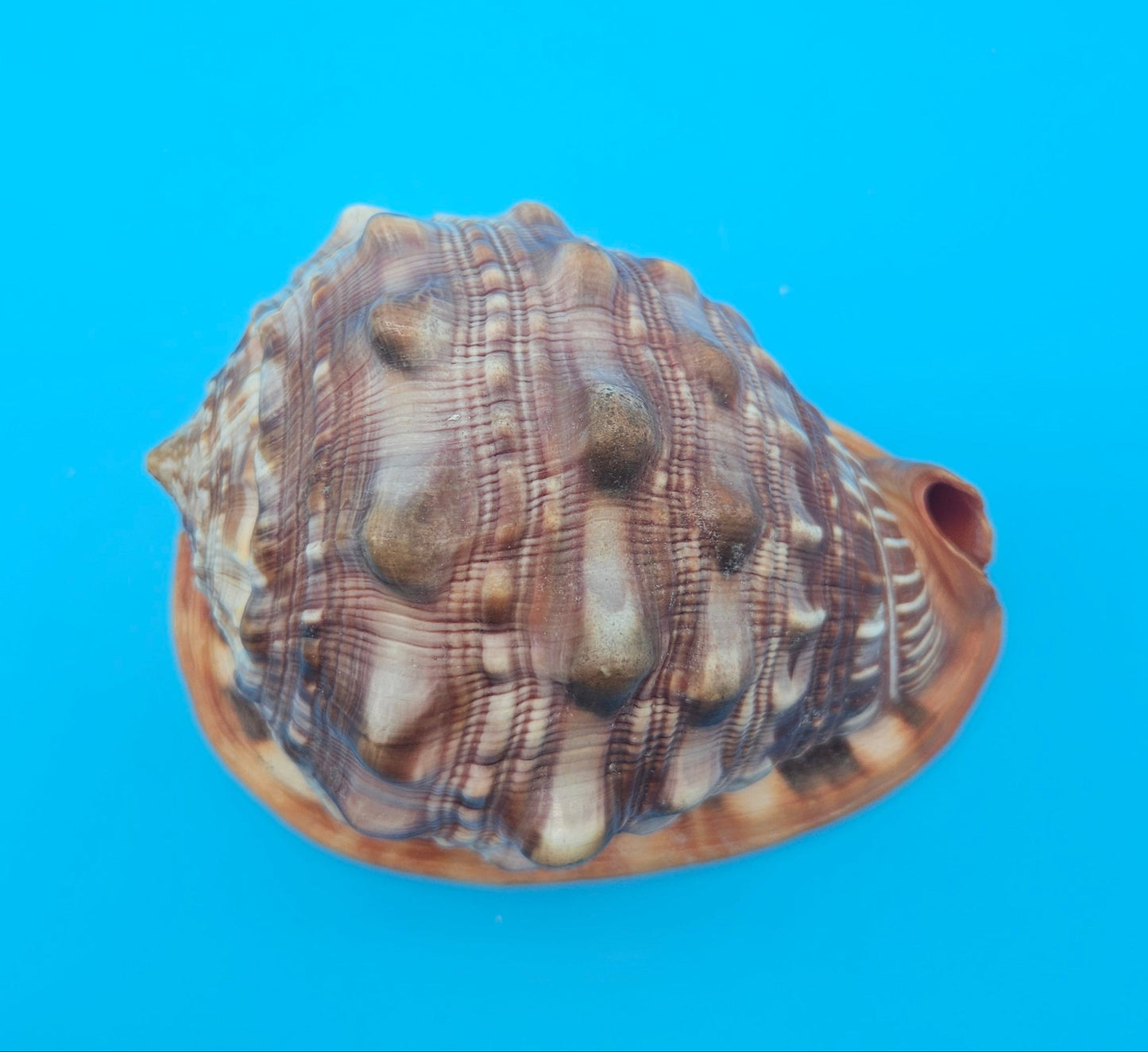 Bullmouth Helmet Shell 6.5"  Display with Bold Spiral and Earthy Tones