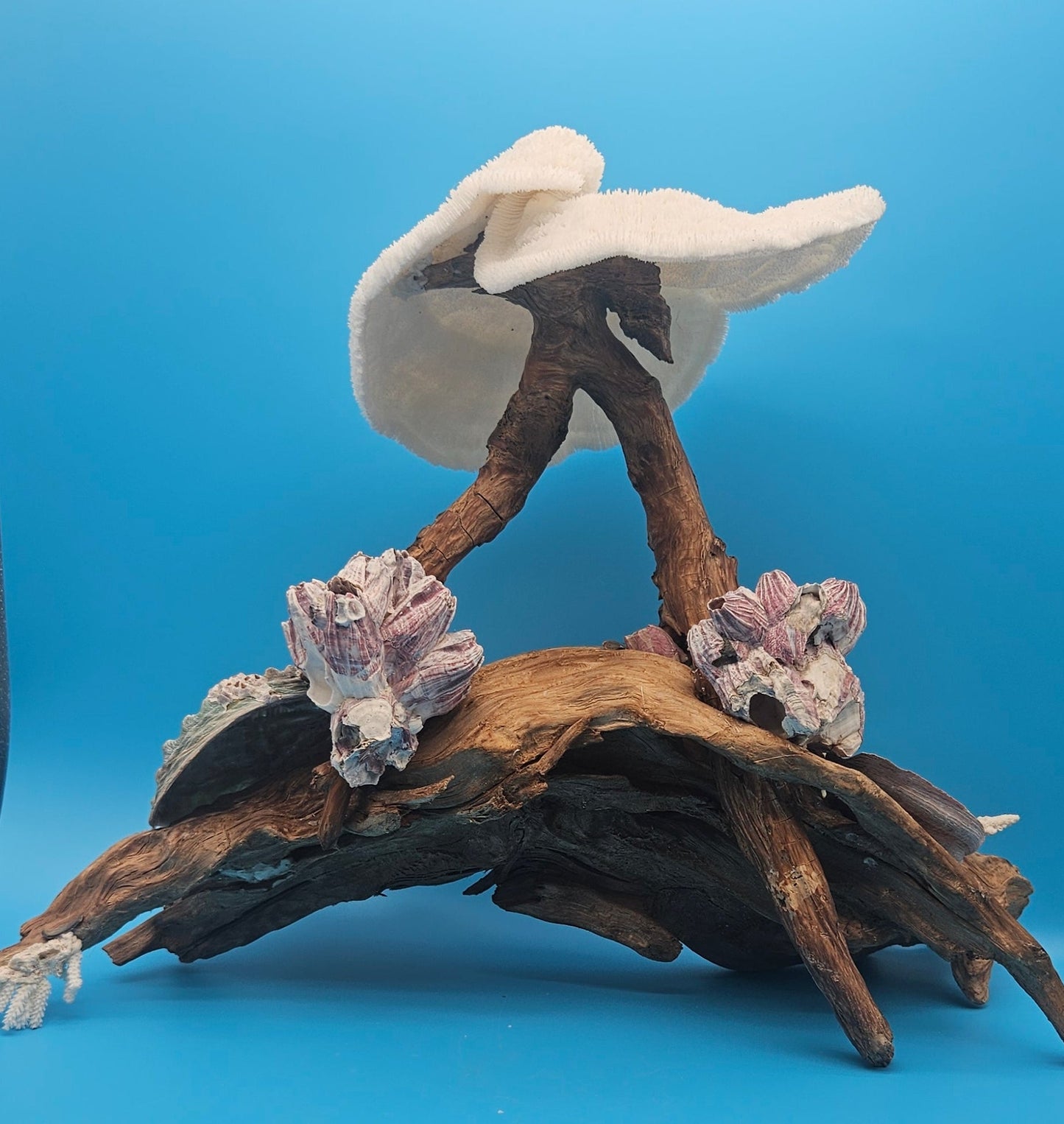 Coral, Abalone & Barnacle Sculpture on Grapevine Wood – 20" x 6.5" x 15.5"