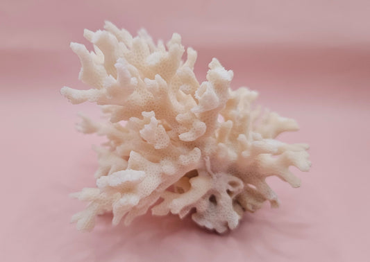 Vintage Table Coral Acropora hyacinthus Specimen – 5.3” Coastal Decor