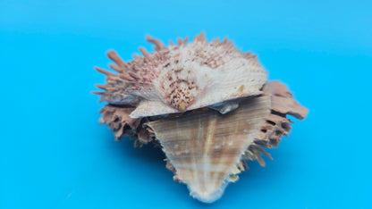 Spiny Spondylus Shell Pair 3.8" – Natural Purple-Toned Coastal Display Shell