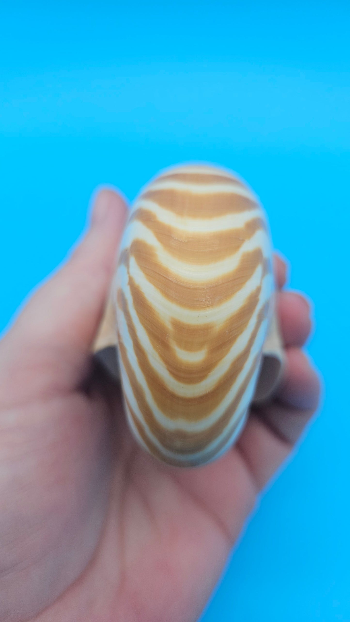 Chambered Tiger Nautilus Shell – Striking Natural Ocean Decor 3" (Nautilus pompilius)