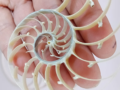 Center Sliced Pearl Nautilus Shells Slight Damage