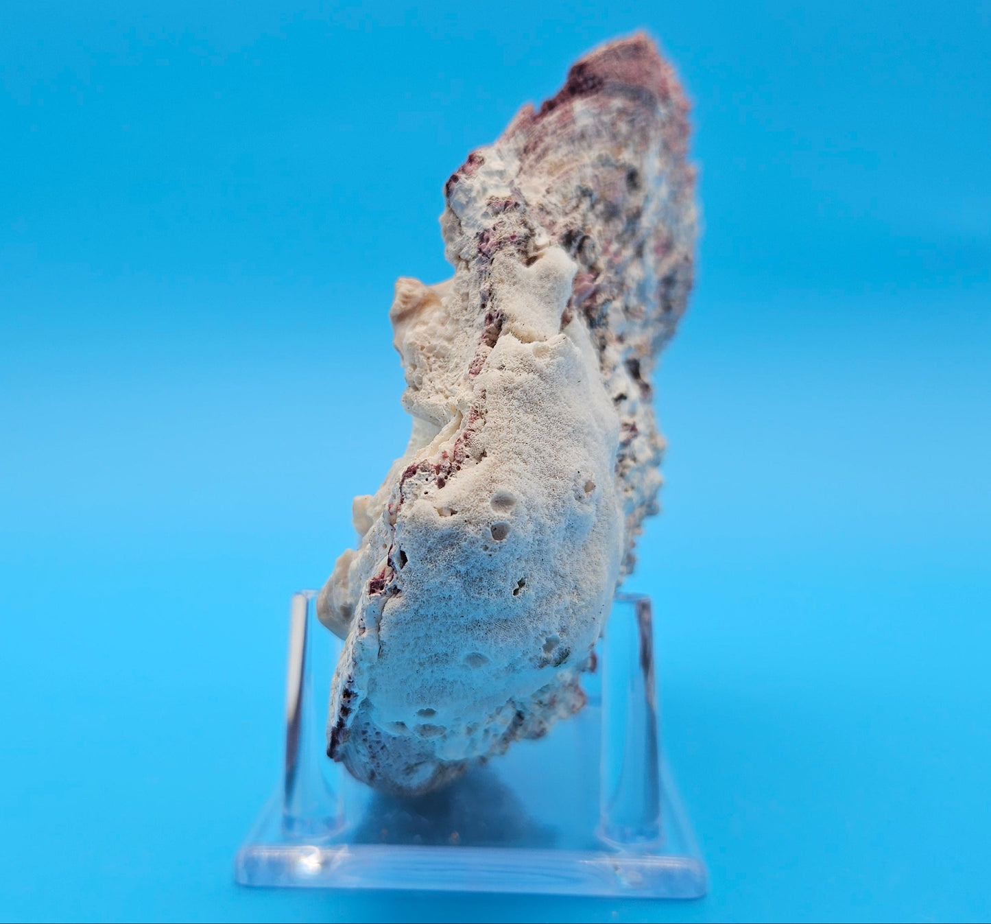 Deformed Giant Rock Scallop | Mutant Freak Coastal Display Shell 5.9" (Crassadoma gigantea)