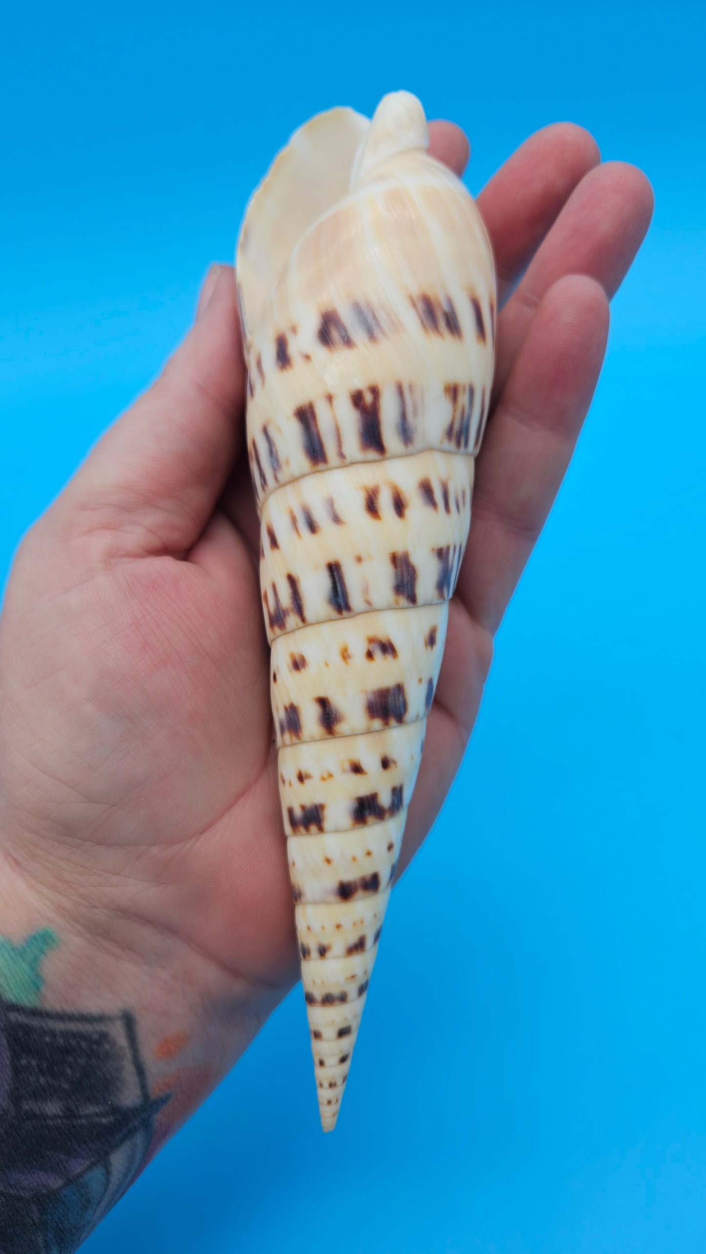 Marlin Spike Display Shell (Terebra maculata) 6.7" – Premium Coastal Decor Specimen