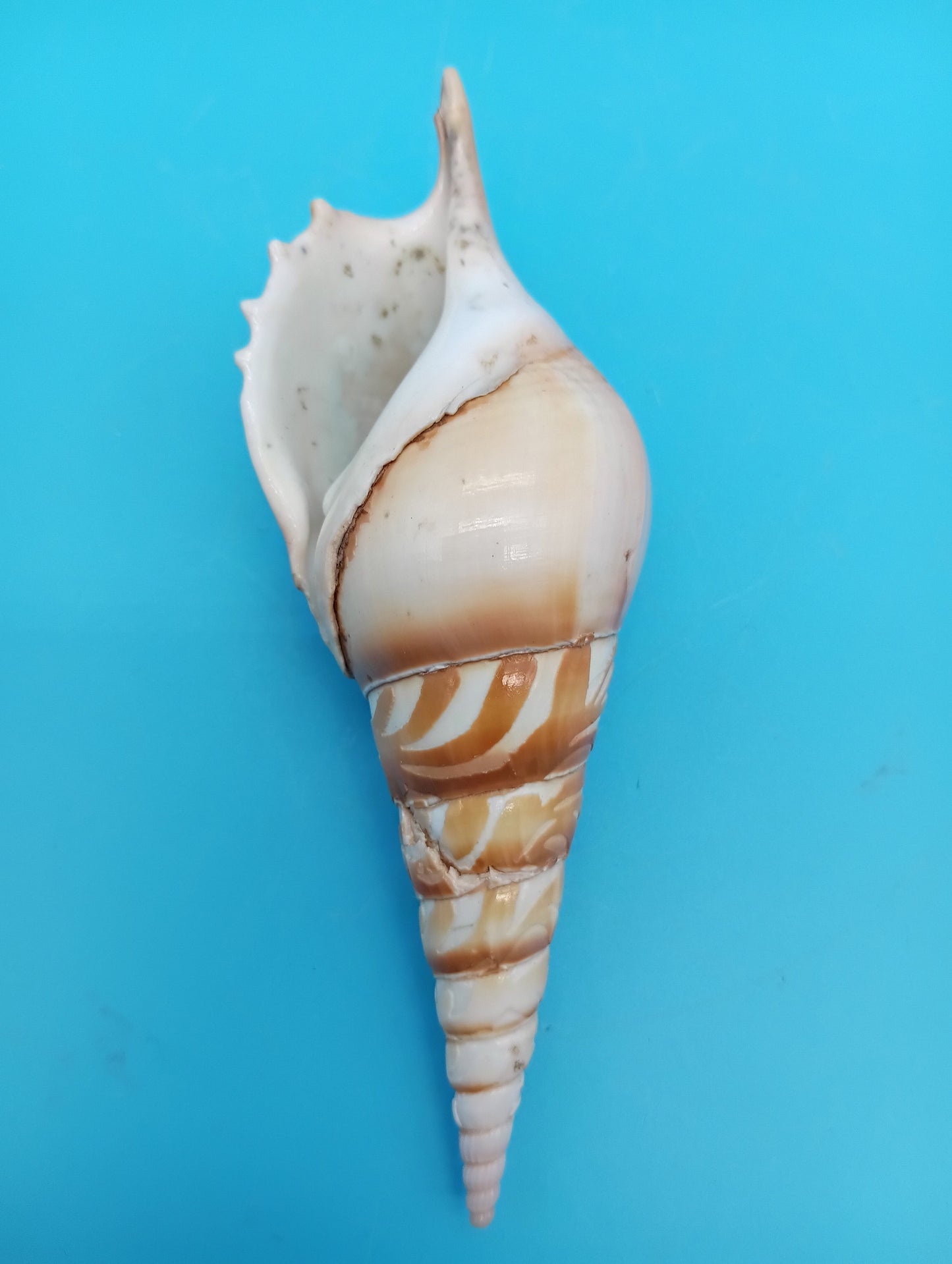 Carved Tibia Shell with Lighthouse Scene – 4.7"