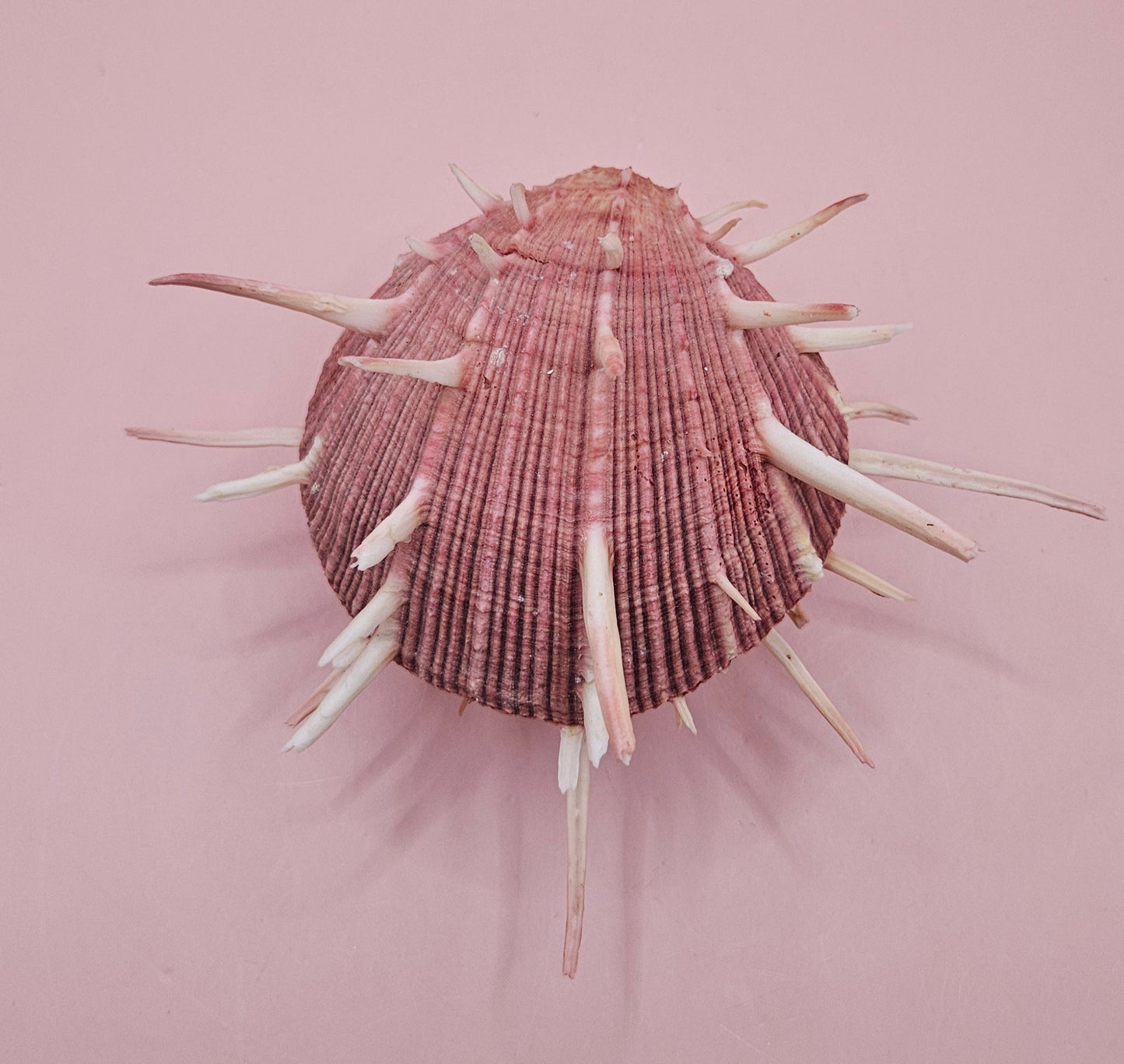 Spiny Spondylus Regius Display Shell | Mauve Pink Thorny Oyster Shell Decor