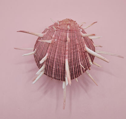 Spiny Spondylus Regius Display Shell | Mauve Pink Thorny Oyster Shell Decor