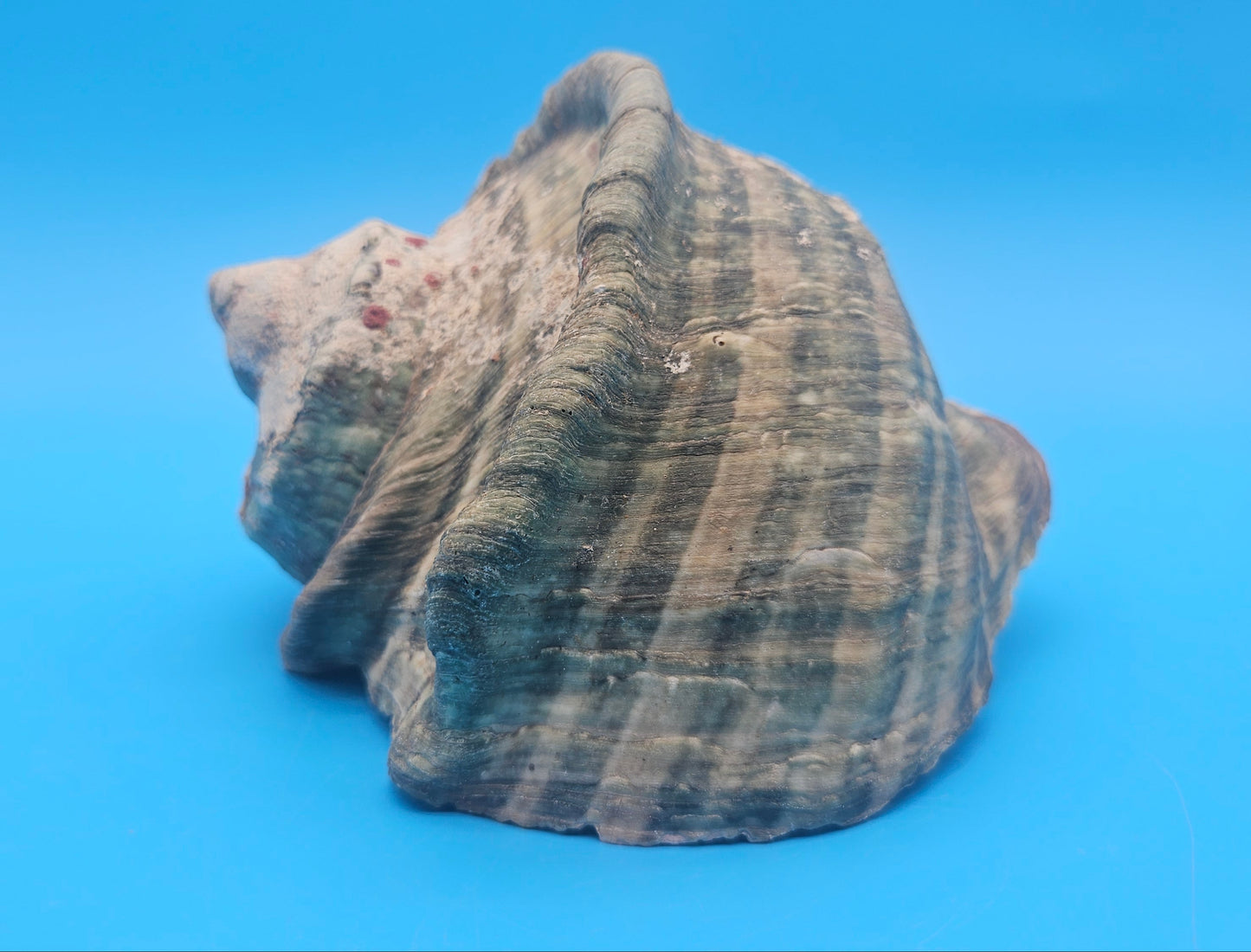 Large Raw Marmoratus Turban Shell Display - Premium Coastal Home Decor Specimen