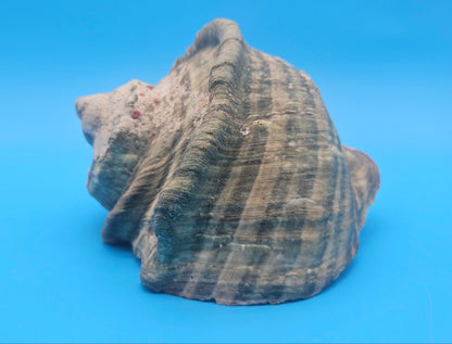 Large Raw Marmoratus Turban Shell Display - Premium Coastal Home Decor Specimen