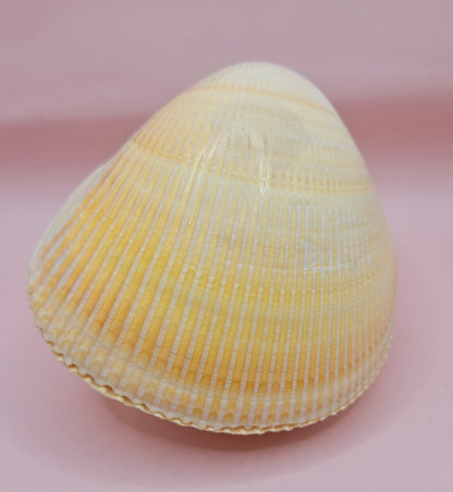 Natural Yellow Giant Cockle Shell Pair for Display | Coastal Home Decor | 4.7x4x3.3 Inches (Laevicardium elatum)