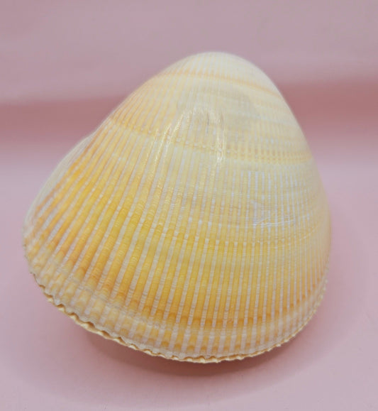 Natural Yellow Giant Cockle Shell Pair for Display | Coastal Home Decor | 4.7x4x3.3 Inches (Laevicardium elatum)
