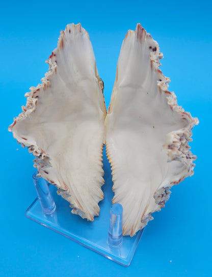 Textured Bear Paw Shell 5.6" Hippopus hippopus with Intact Knobs and Bold Natural Pattern