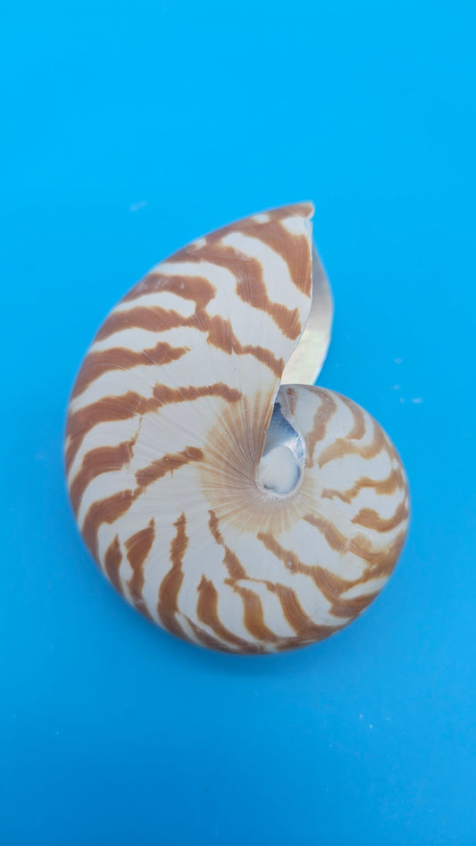 Chambered Tiger Nautilus Shell – Striking Natural Ocean Decor 3" (Nautilus pompilius)