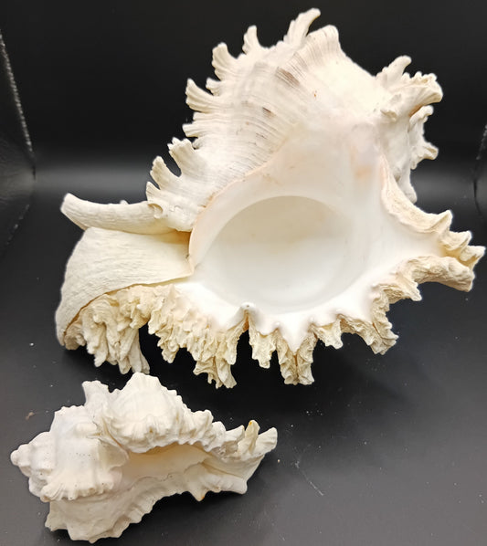 Murex Ramosus Shell