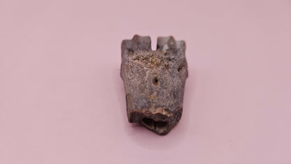 Ice Age Fossil Bone | Distal Cannon Bone from Prehistoric Deer or Horse