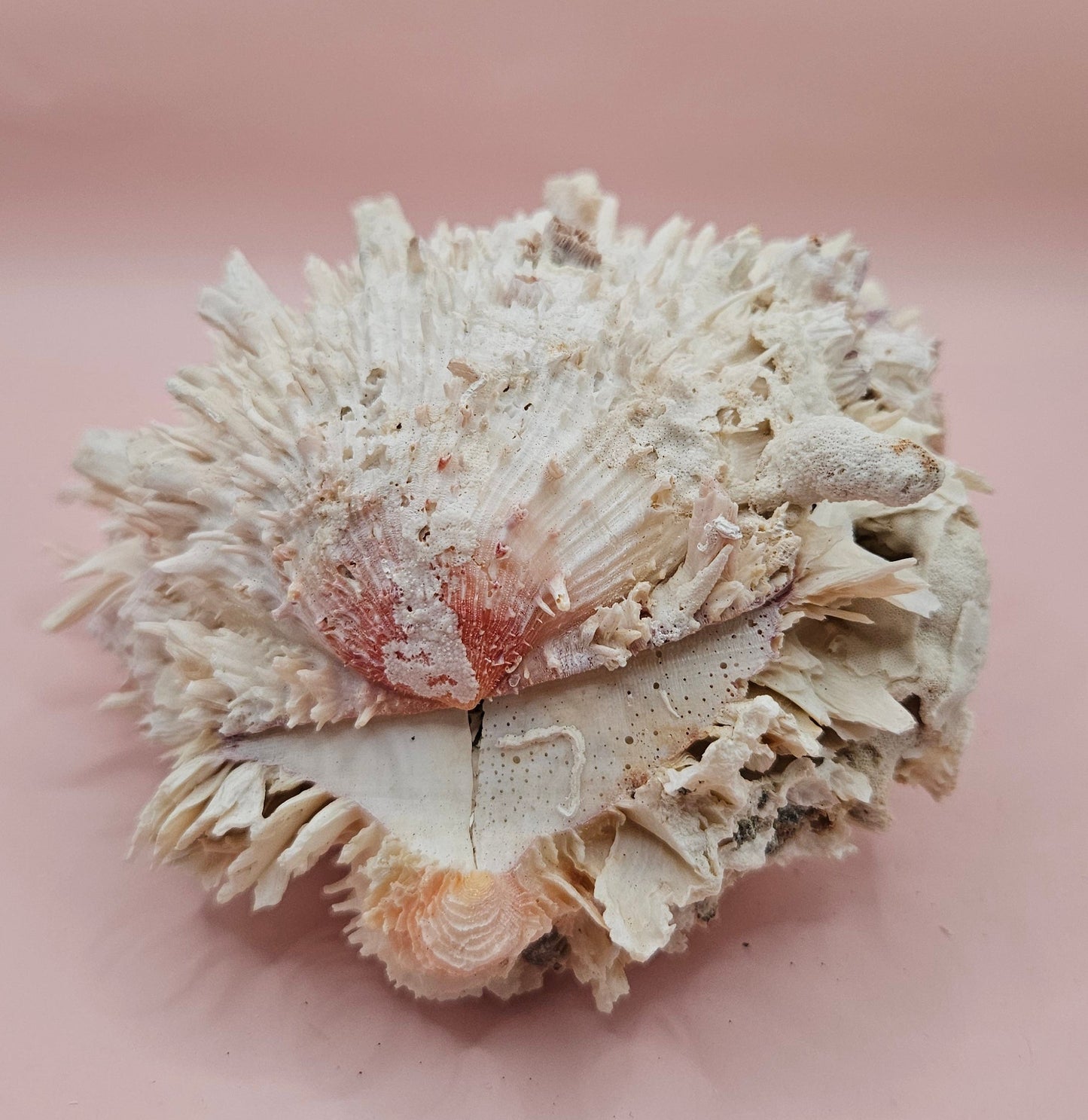 Spiky Spondylus Shell 5.5” with Barnacles  Coastal Decor Textured White Sea Shell Display