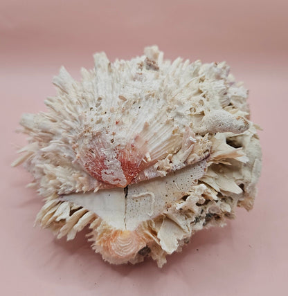 Spiky Spondylus Shell 5.5” with Barnacles  Coastal Decor Textured White Sea Shell Display
