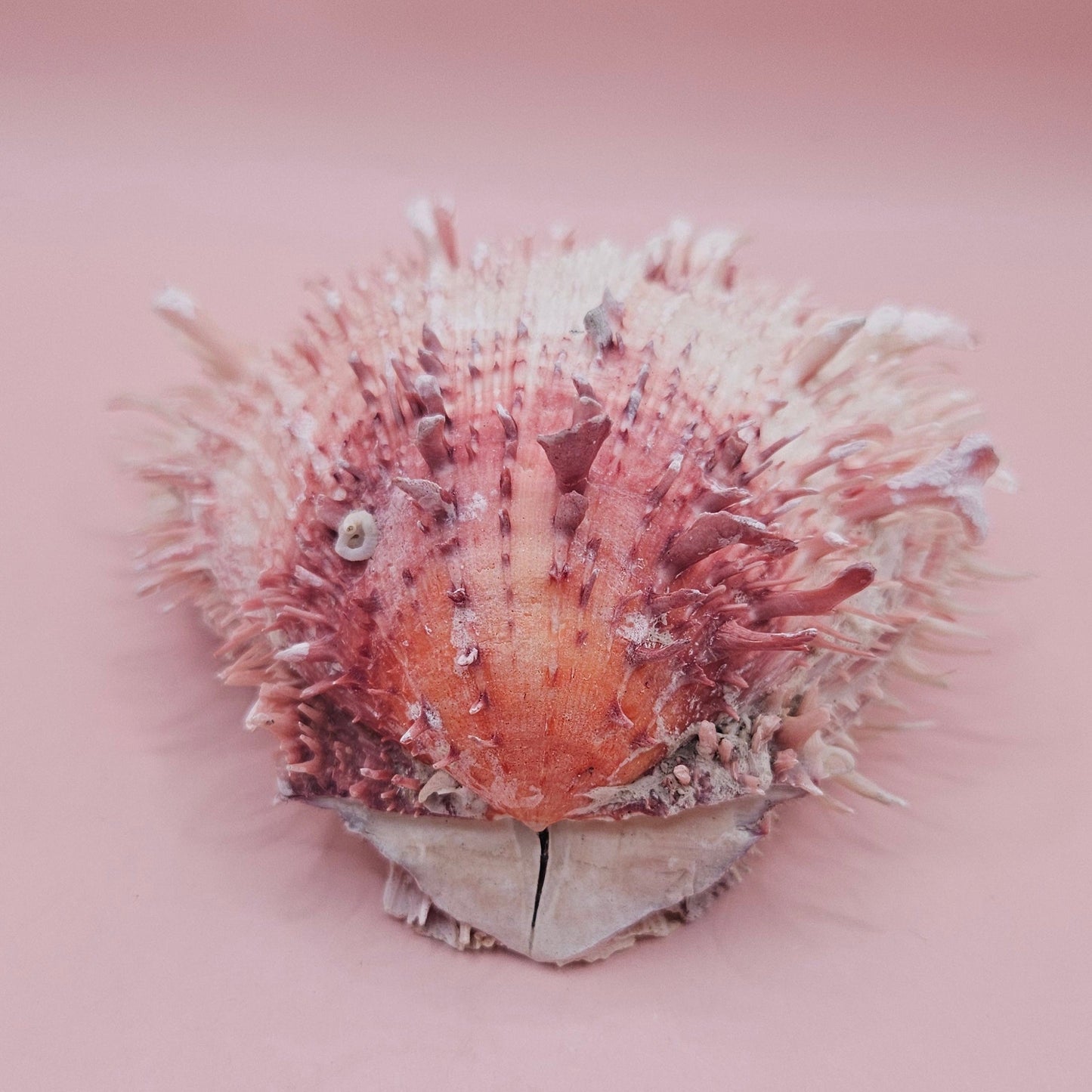 4.5" Pink-Coral Spondylus Shell – Spiny Thorny Oyster-  Textured Ocean Display Shell for Coastal Decor