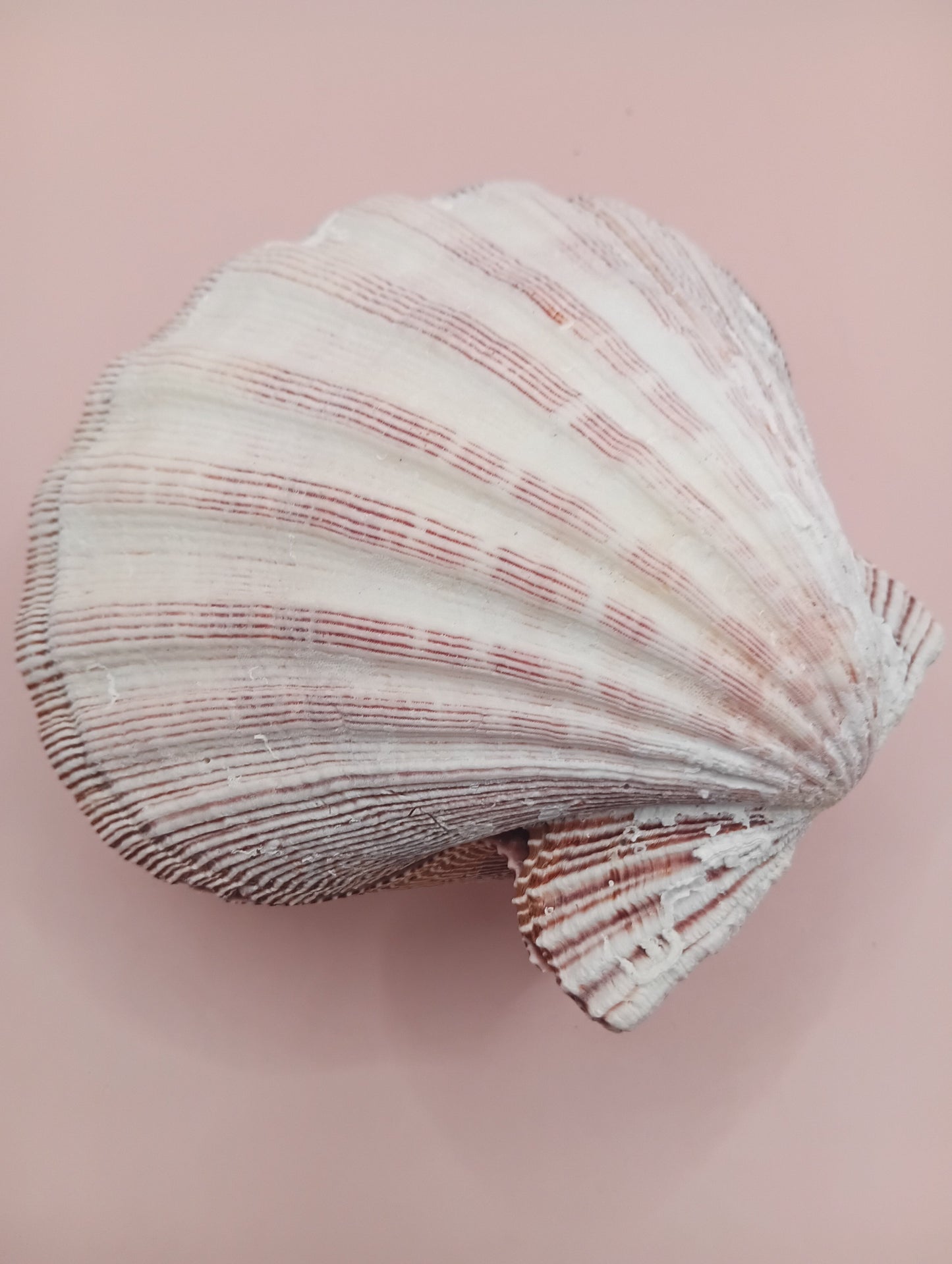 Natural Lion's Paw Seashell Pair – 5.0" x 5.2" – Coastal Display Accent