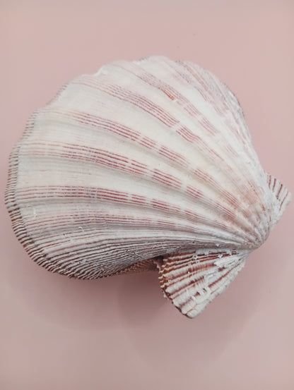 Natural Lion's Paw Seashell Pair – 5.0" x 5.2" – Coastal Display Accent