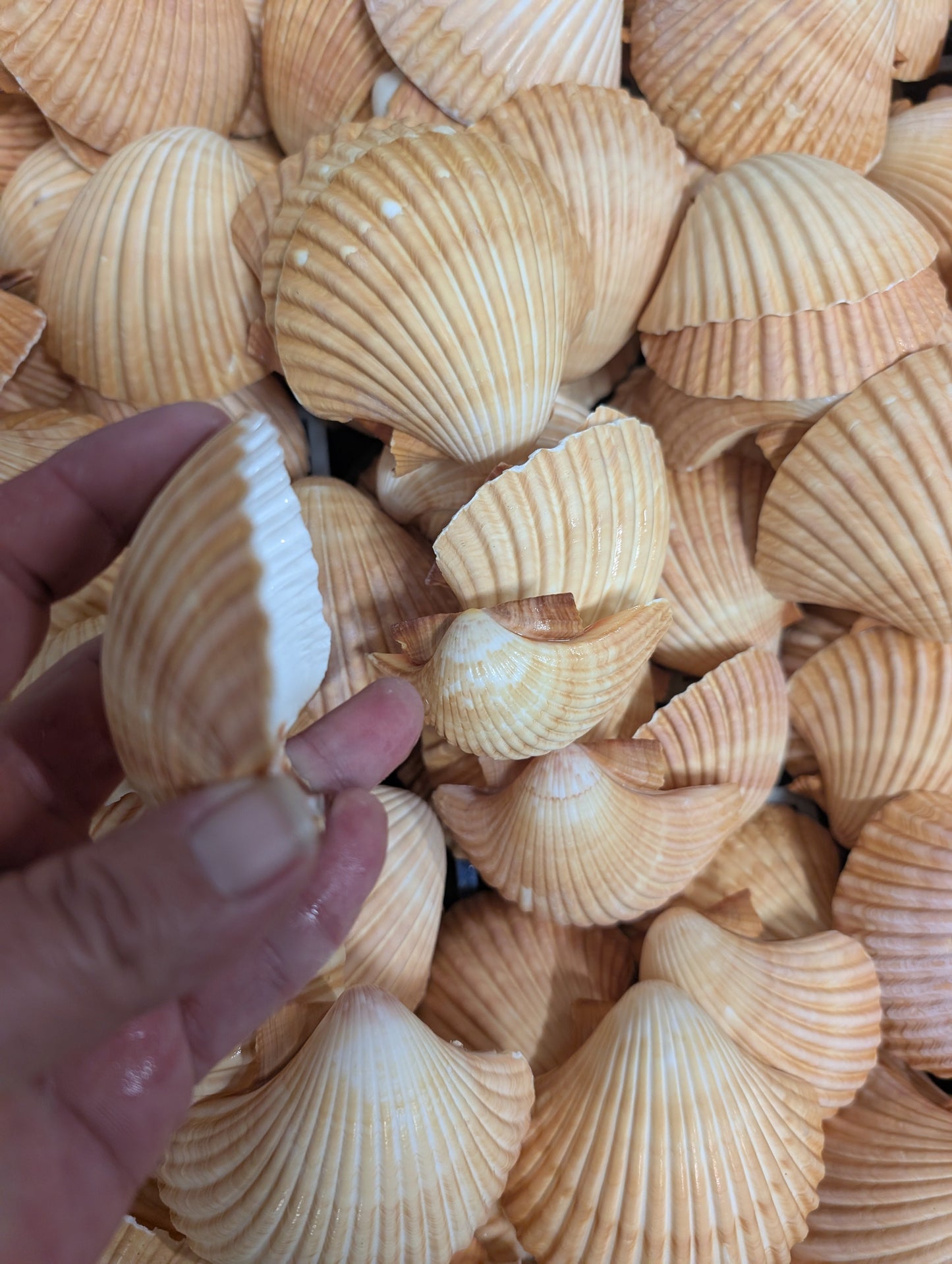 Edged Mexican Deep Cup Scallop Shells