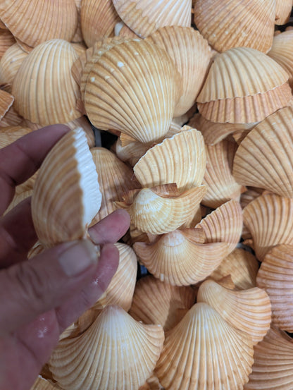 Edged Mexican Deep Cup Scallop Shells