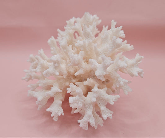 Vintage Table Coral Acropora hyacinthus Specimen – 5” Coastal Decor