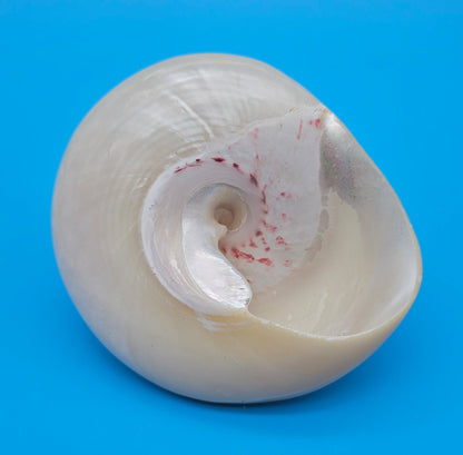 Pearled Trochus Niloticus Shell 3.9" Polished Spiral Display Shell with Iridescent Finish