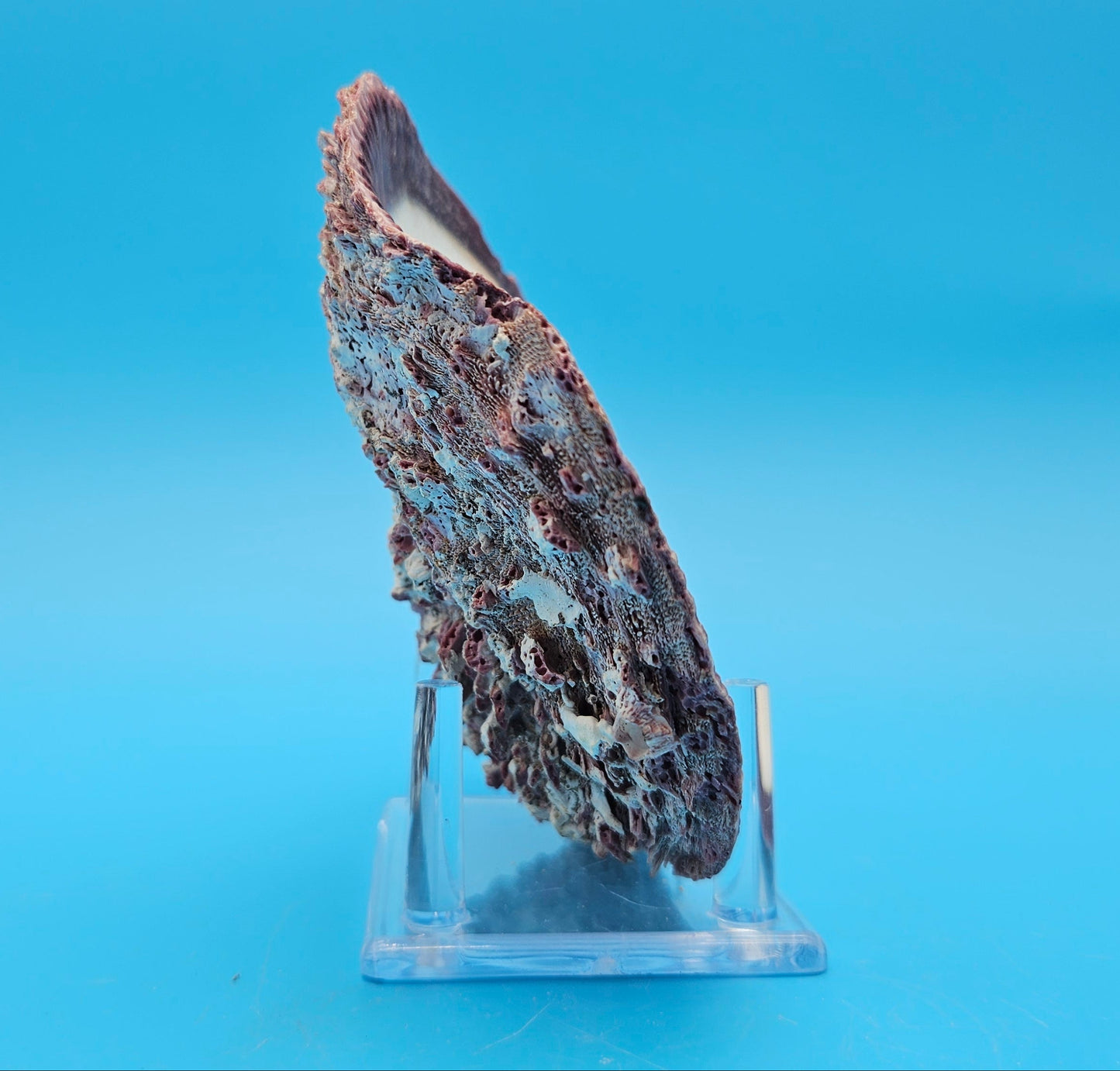 Deformed Giant Rock Scallop | Mutant Freak Coastal Display Shell 5.9" (Crassadoma gigantea)