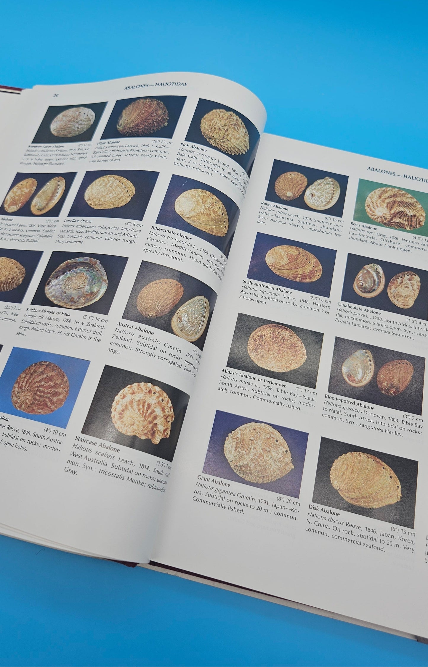 Compendium of Seashells – First Edition (1982, Hardcover) by R. Tucker Abbott & S. Peter Dance