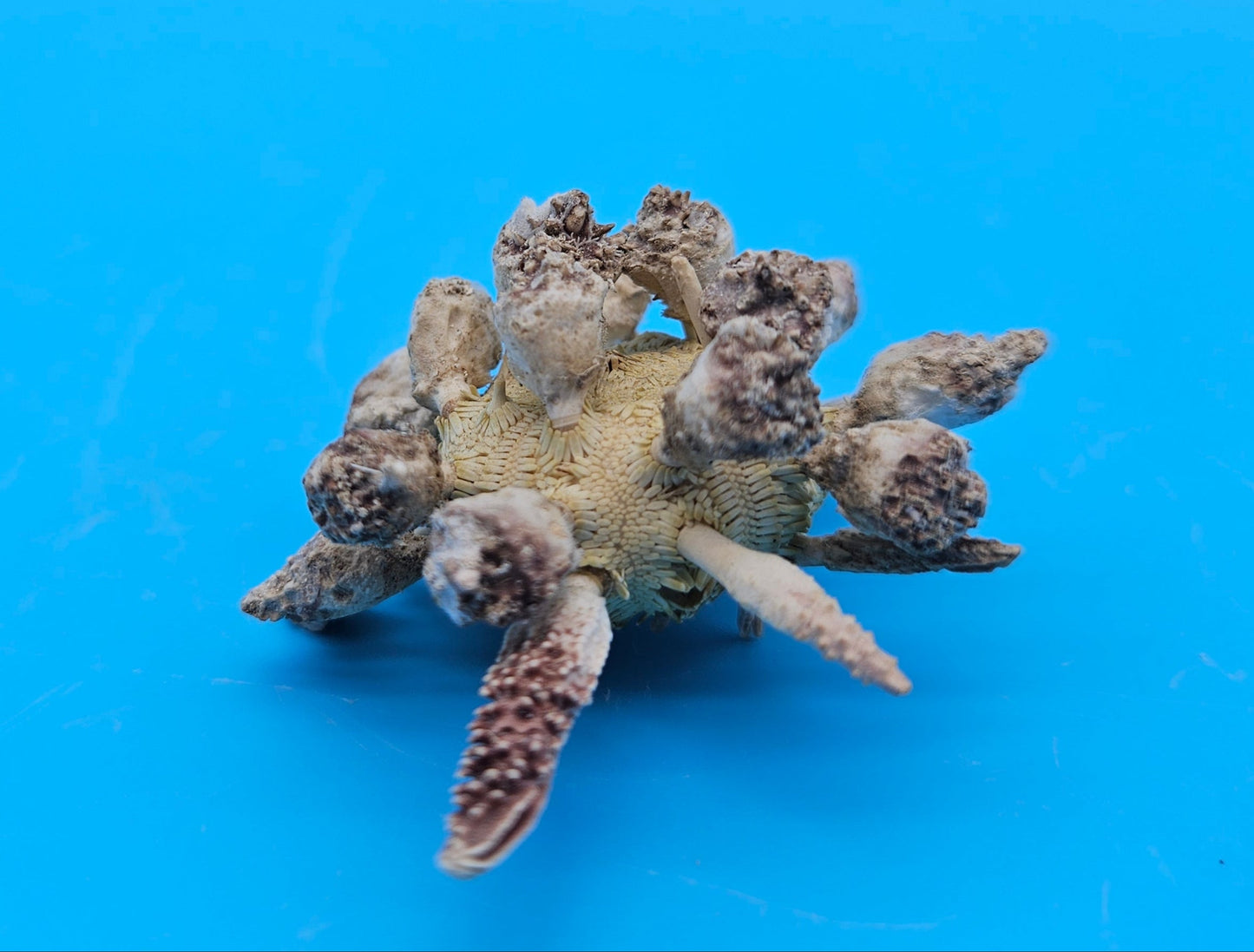 Pine Tree Urchin Display Shell – 2.8" Coastal Home Décor Piece