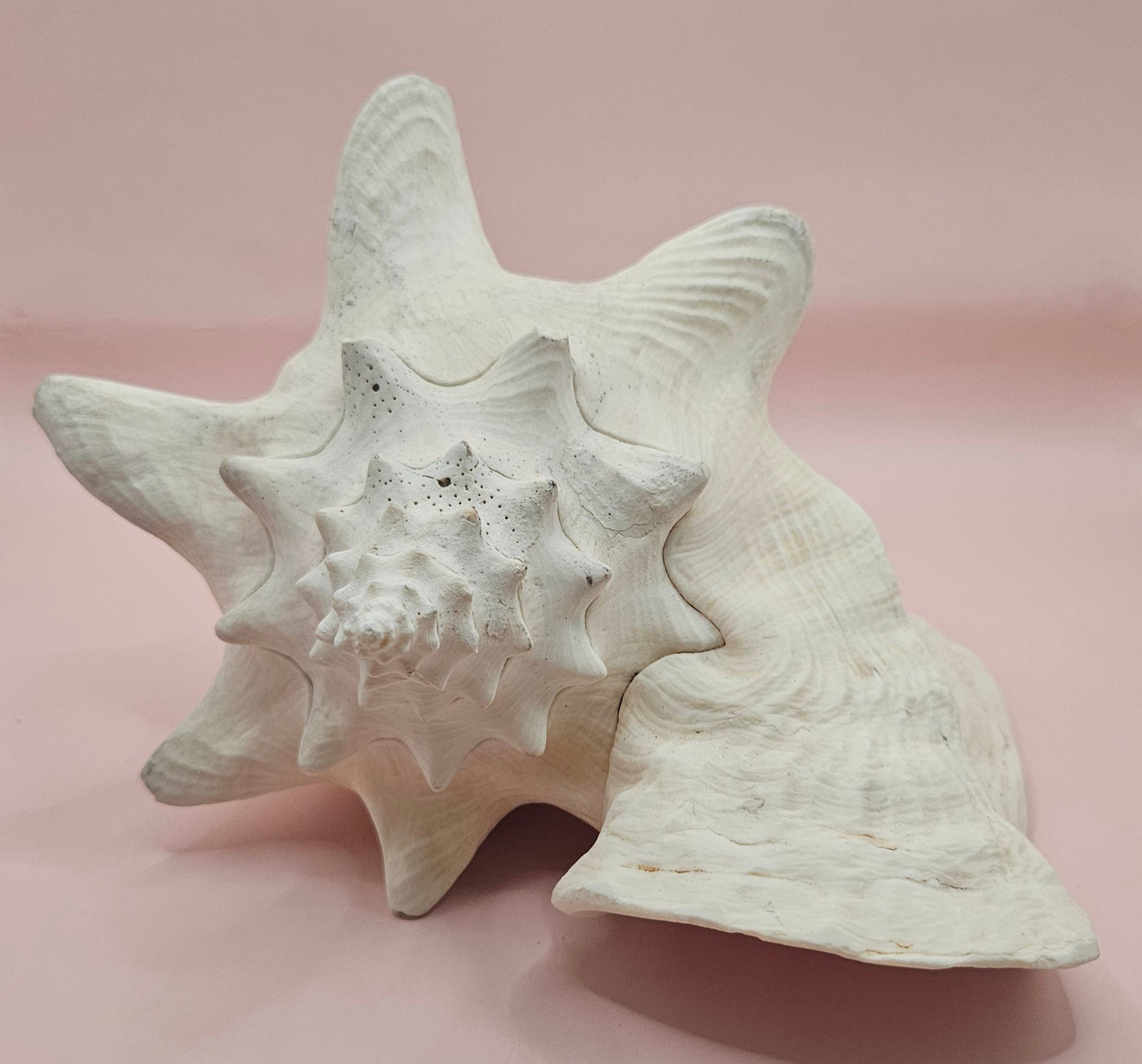 Queen Conch Shell - 9" Non Pierced Natural Coastal Home Décor Accent (Strombus Gigas)