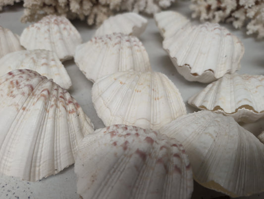 China Clam Shell Pairs (Hippopus porcellanus)