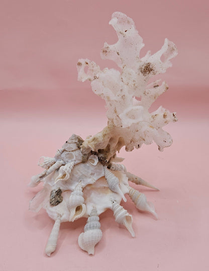 Pallid Carrier Shell with Tube Coral & Seaglass | 5x4 Coastal Display Shell