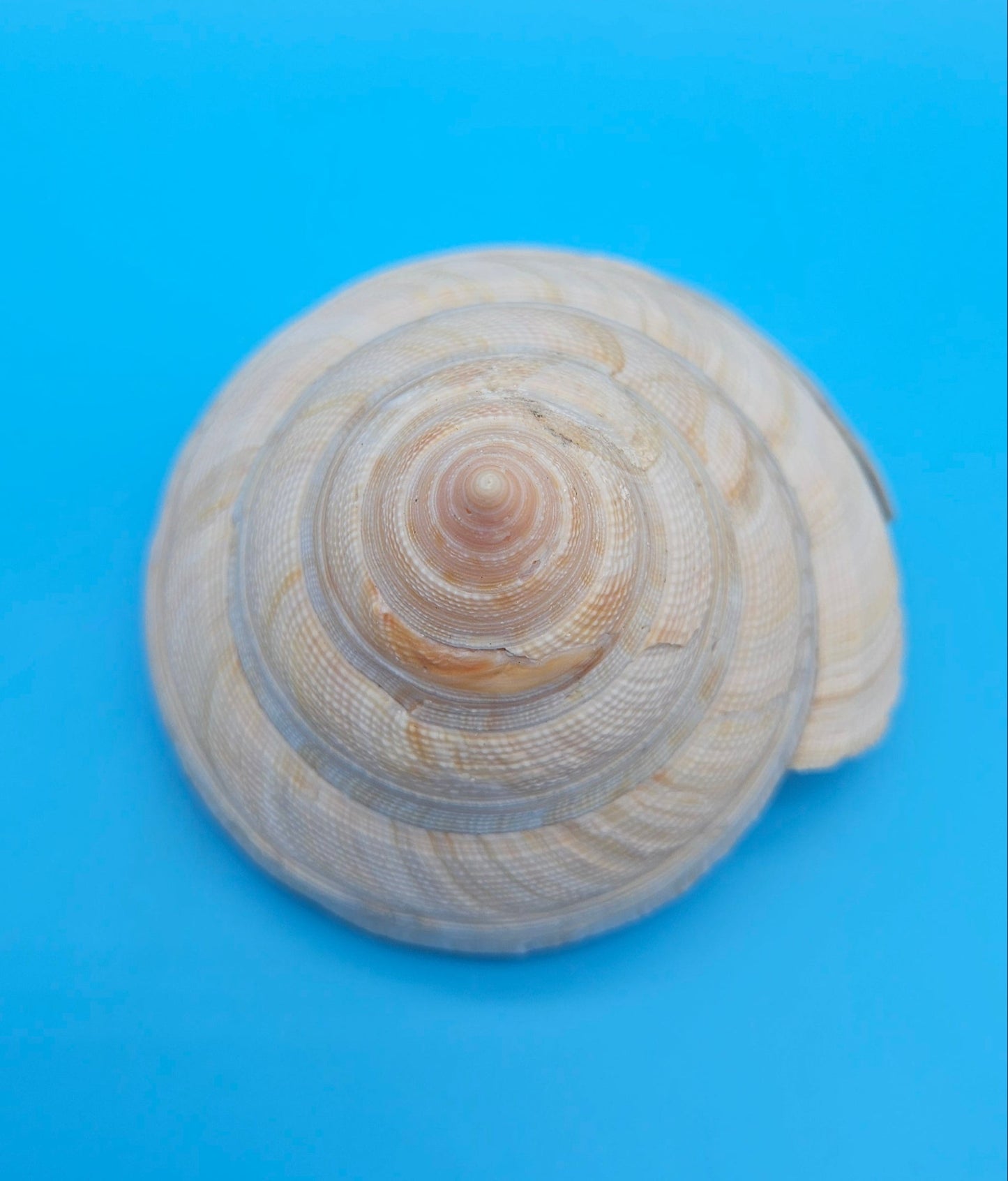 Rare Pleurotomaria hirasei Deep Sea Display Shell with Operculum – 3.9" Nautical Home Decor